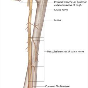 Sciatic Nerves - Does Sciatica Scare You? Do You Need To Be Scared, Find Out Here...
